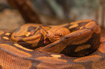 boa, réptil, serpente, python, constritor, animal, criatura, cabeça, terrário, exótico, fofa