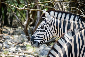 zebra, pruhy, hlava, zebra hlavu, pruhovaný, koňský, divoké zvíře, volně žijících živočichů, fotografování divoké zvěře, živočišného světa, zvíře