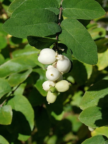 white Snowdrops, symphoricarpos Albus, sluggish, shrub, berries, white, undemanding, díszcserje, thin Branched