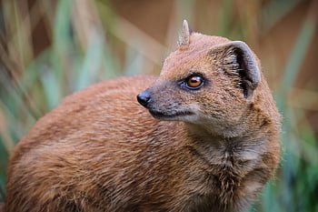 sárga mongó, indiai menyét, állat, piros meerkat, cynictis penicillata, emlős, carnivora, természet