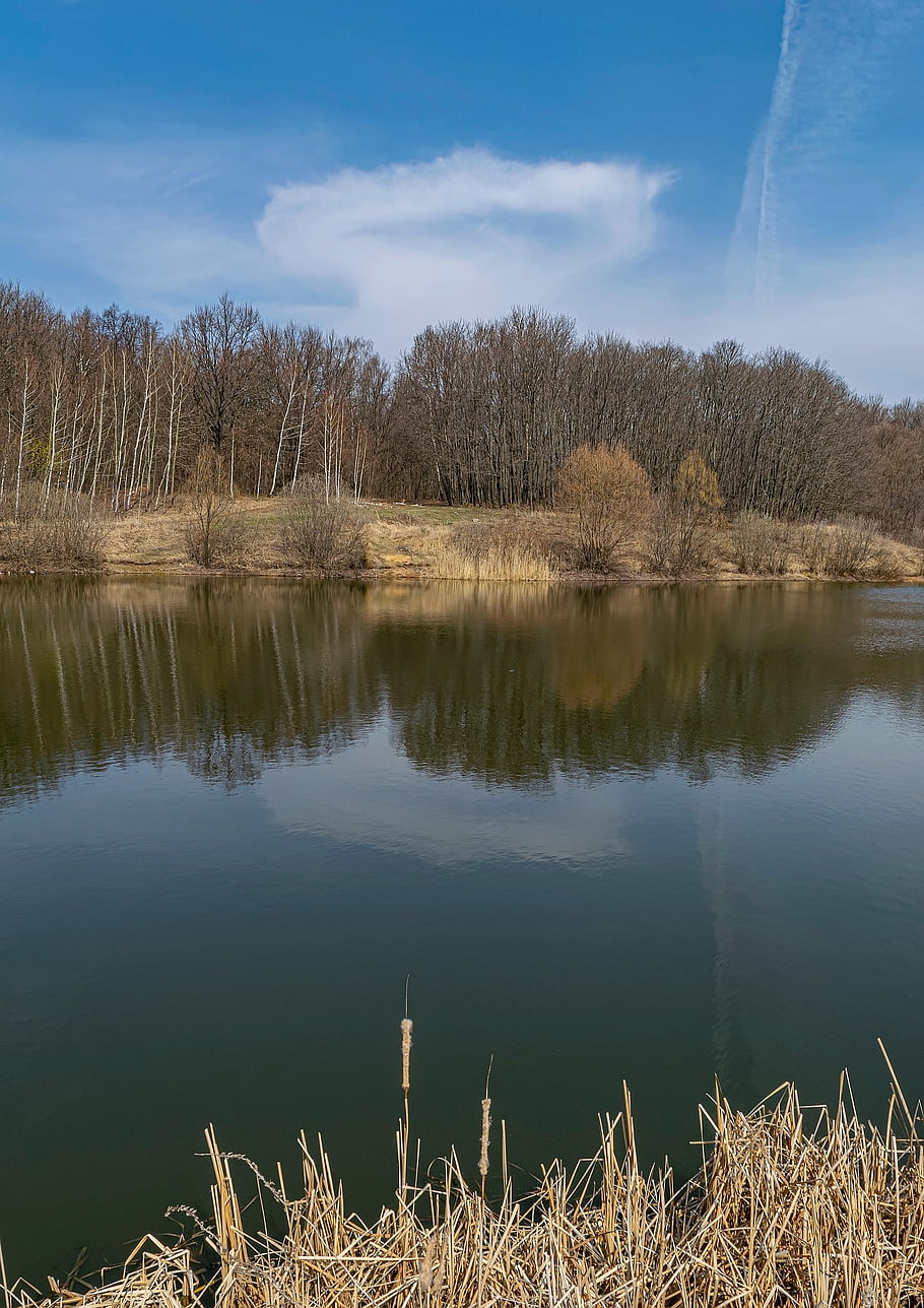 jezero, stromy, les, lesy, odraz, vodní odraz, zrcadlení, klidné vody, rákosí, reedy, Příroda
