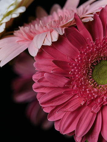pink gerbera, close-up, vibrant pink, gerbera daisy, petal details, stunning, flower, floral, macro photography, pink flower, daisy