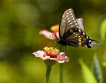 Schmetterling, Insekt, Garten, Sommer-, Detail, Fehler, Flügel, Natur, bunt, wild, draussen
