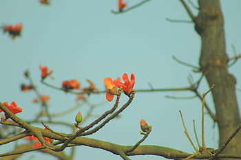 shimul, tree, bombax Ceiba, flower, bombacaceae, bangladesh, robin Rahman, শিমুল, শিমুল ফুল, শিমুল বাগান
