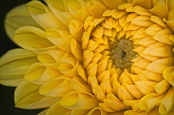 flower, dahlia, bloom, blossom, petals, blumen, schöne Blumen, blumen Wallpaper, sommer, fotos, hintergrund