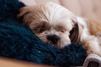 sleeping Dog, dog, shih Tzu, nature, puppy, animal, mammal, pet, canine