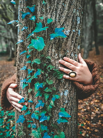 나무를 지닌 사람, 갈색 나무 줄기, 나무를 껴안는 손, 녹색 담쟁이, 숲, 자연 연결, 나무 포옹, 자연을 사랑하는 사람, 숲 장면, 담쟁이덩굴로 덮인 나무, 야외 사진