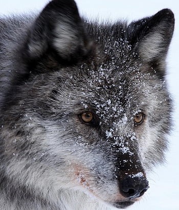 lupo, mammifero, lupi, animale, predatore, natura, canino, selvaggio, cacciatore, creatura, pelliccia