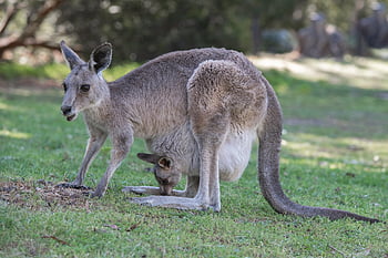 kangaroo, joey, eastern Grey Kangaroo, macropus Giganteus, animal, marsupial, macropod, mammal, herbivore, wildlife, wild