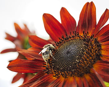girasol, abejorro, insecto, polinización, naturaleza