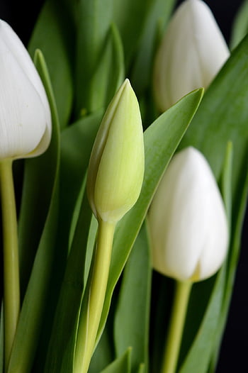 bílé tulipány, tulipány, květ, okvětní lístky, jaro, květy, flóra, Příroda, Pozadí, kytice, Tulipán kytice