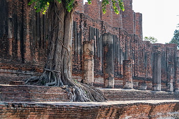 tree, buddha, temple, meditation, zen, buddhism, nature, religion, yoga, asia, spiritual