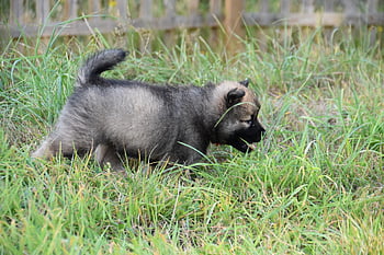 dog, puppy, canine, pet, domestic, grass, eurasier, young Eurasier, breed, mammal