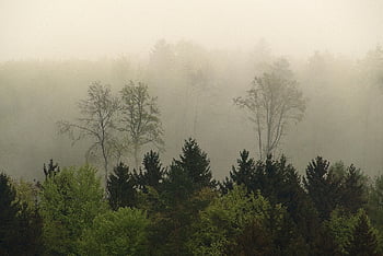 mlha, les, stromy, krajina, brzy ráno, zataženo, svítání, Příroda, šířit, nálada, atmosféra