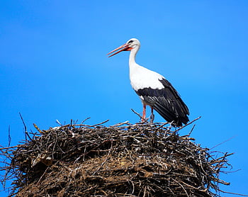 こうのとり、 鳥、 ガラガラコウノトリ、 羽毛、 コウノトリ、 ネスト、 野生動物
