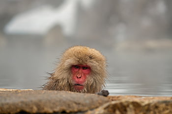 動物、 アジア、 入浴、 可愛い、 エコツーリズム、 地獄谷、 温泉、 日本、 ニホンザル、 モンキー、 ながの