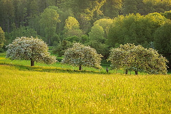 meadow, landscape, fruit Trees, orchard Meadow, blossoms, forest, plants, nature, bloom, apple Trees, field