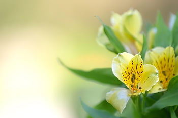 fiore, Epidendrum, orchidea, bellissimi fiori, sfondo di fiori, fiorire, fioritura, primavera, pianta, natura, carta da parati floreale