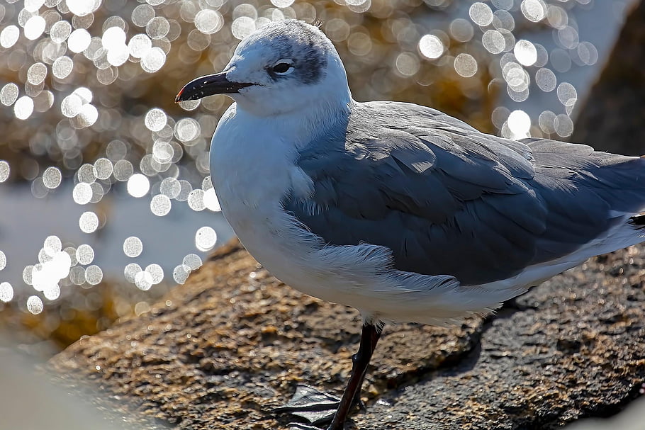 seagull, bird, animal, gull, seabird, wildlife, nature, beak, plumage, closeup, laughing Gull