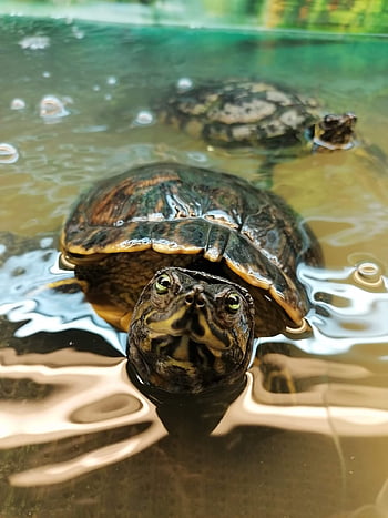 želva, shell, plaz, Příroda, obrněný, vodní želva, obrněný vůz, zvíře, hlava želvy, plavat, voda