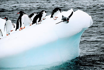 pinguini, uccelli, iceberg, ghiaccio, freddo, Antartide, animali, natura
