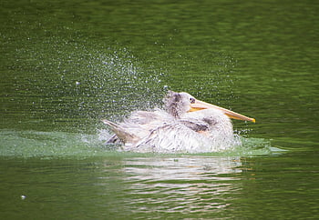 pelikán, jezero, brodivý pták, Příroda, pták, anatidae, vodní pták, vodní ptáci, rybník, živočišného světa, volně žijících živočichů
