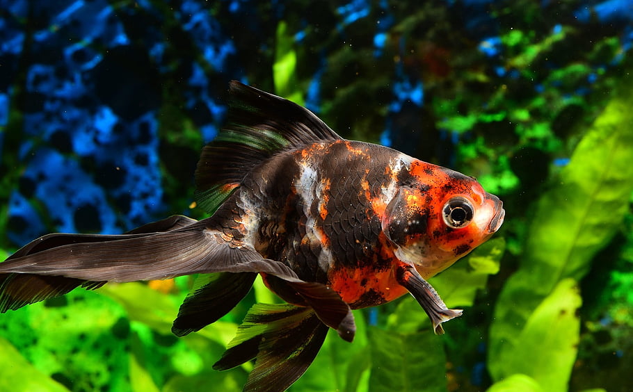 goldfish, fish Tank, pet, aquarium