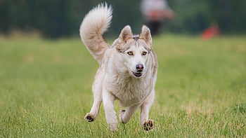 dog, running, pet, beautiful, field, happy, animal, friendly, active, athletic, competition