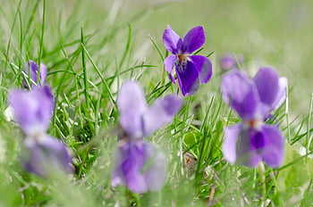 fialový, viola, květ, voňavé fialky, pochodové fialky, nachový, zblízka, jaro, viola odorata, violaceae, louka