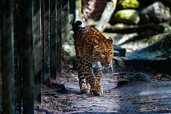 leopard, big Cat, animal, wild Animal, africa, asia, pet, wildlife, nature, hunter, camouflage