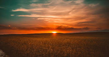 solnedgang, græs, Mark, dramatiske himmel, varme toner, fredfyldte, landskab, natur, gylden time, udendørs, horisont