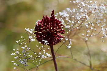 gypsophila, black-violet Leek, field Garlic, panicled Gypsum Herb, allium Atroviolaceum, leek, gypsophila Paniculata, endangered Species