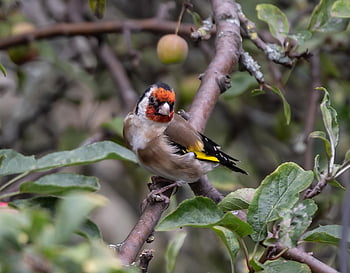 ゴールドフィンチ、 鳥、 とまる、 動物、 羽毛、 くちばし、 ビル、 バードウォッチング、 鳥類学、 動物の世界、 自然