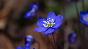 liverworts, liverflower, early Bloomer, spring, flower, purple, close Up, flower Wallpaper, beautiful Flowers, violet, blooms