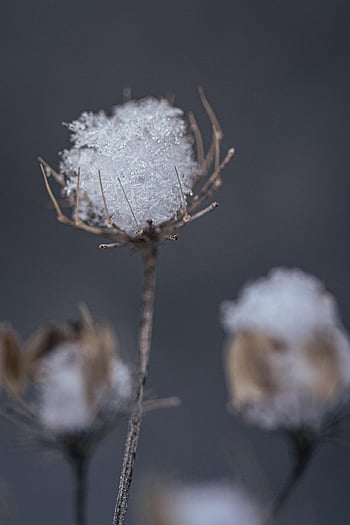 flower, plant, flower Wallpaper, beautiful Flowers, ice, frost, flower Background, cold, snow, nature, forest