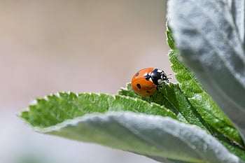 animal, background, hd Wallpaper, desktop Backgrounds, beautiful, beetle, black, bug, close-up, closeup, garden