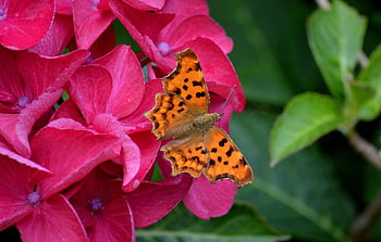 polygonia c-album, hortenzie, nymphalidae, makro, schmetterling, C-falter, blüte, hortensie, blume, váhat, tagfalter