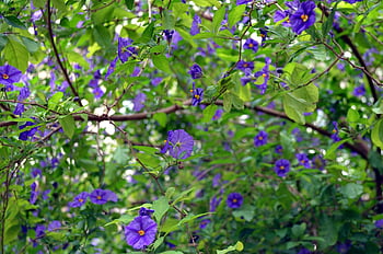 solanum rantonnetii, tapeta na zeď, malé květy, hd tapetu, tapety na plochu, tapety hd, krásná tapeta, plné hd tapetu, Zdarma pozadí, Tapeta 1920x1080, pozadí pracovní plochy