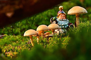 mushrooms, santa Claus, nature, velvet Foot Oyster Mushroom, moss, decorative, decoration, garden, close Up