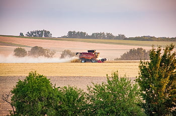 cereals, agriculture, threshing, harvest, grain Harvest, combine Harvester, wheat, field, cornfield, grain, nature