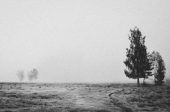 trees on field, misty landscape, scattered trees, eerie scene, tranquil scene, day, field, trees, mist, landscape, black and white