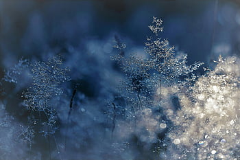 grijze bladeren, bevroren gras, sprankelende waterdruppeltjes, ochtend licht, dromerig effect, met vorst bedekte planten, winters tafereel, natuurfotografie, buitenfotografie, blauwe tonen, bokeh effect