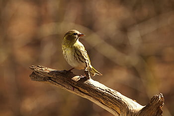 bird, siskin, songbird, branch, beak, feathers, plumage, spinus Spinus, animal, male, nature