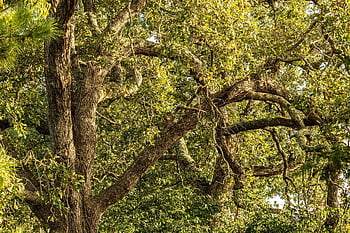 tree, branches, foliage, gnarled Tree, crooked Tree, old Tree, wood, forest, nature