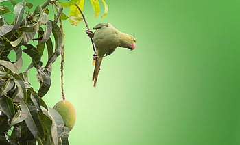 bird, leaves, green, foliage, tree, animal, green Mango, avian, wildlife, fauna, mango Tree