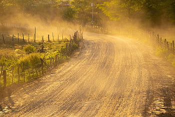 road, against Light, dust, golden, woods