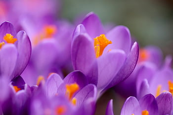 crocus, stamens, pistils, early Bloomer, spring Awakening, petals, blooms, blossoms, nature, bloom, purple Flowers