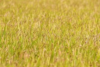 ch, asian Rice, rice, isaac, fruit, autumn, grain, plant, nature, landscape, rice Paddies
