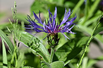 cornflower, flower, plant, petals, leaves, blossom, bloom, wildflowers, flora, growth, botany