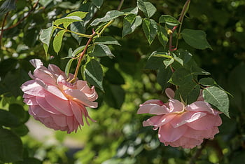 Rosen, zärtlich, Tropfen, romantisch, Rosenblüte, Blütenblätter, Romantik, Valentinstag, Liebe, Hochzeit, schönen Muttertag